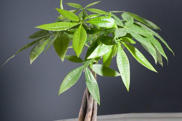 搖錢樹生蟲子怎麼辦?