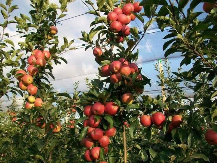 12月份可以種植什麼果樹?