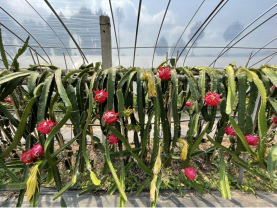 12月火龍果種植管理要點有哪些?