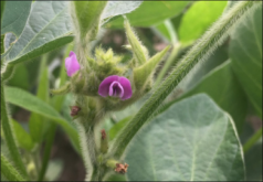 <strong>大豆開花期可以噴葉麵肥嗎？大豆施肥注意事項</strong>