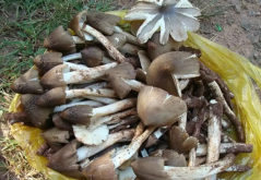 <strong>雞樅菌人工種植基地在哪裏？</strong>