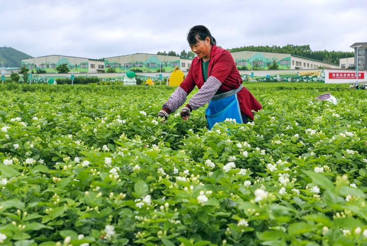 茉莉冬季掉葉子正常嗎?冬季要如何養護茉莉?