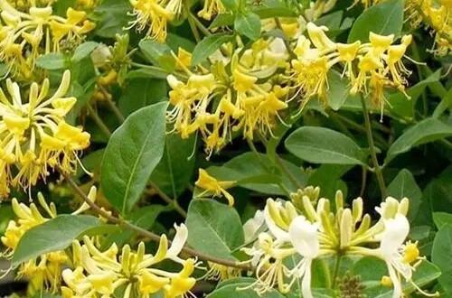 金銀花有哪些種植方法呢？