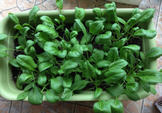 <strong>菠菜根陽台種植方法</strong>