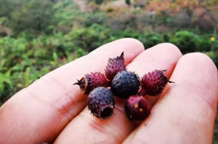 地菍是什麼植物的果實?其種植價值是什麼?