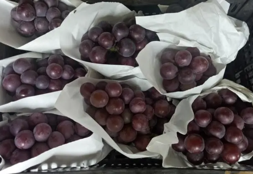 乒乓球葡萄是什麼?其品種特性有哪些?