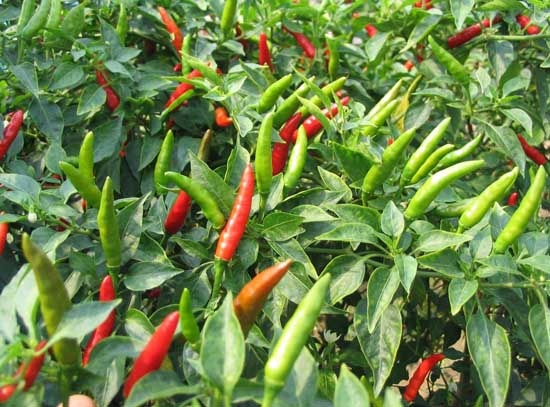 辣椒緩苗慢、緩苗差該怎麼辦?
