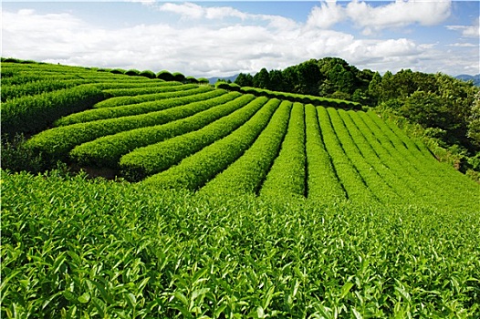 茶園要如何預防倒春寒危害好?