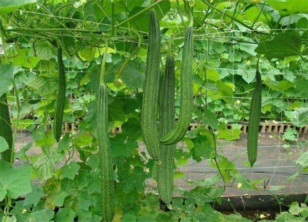絲瓜爛花的症狀有哪些?防治措施要怎麼做好?