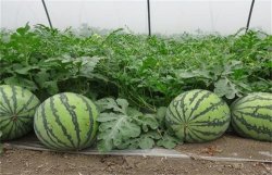 <strong>寒潮後西瓜育苗期及定植技術要點</strong>