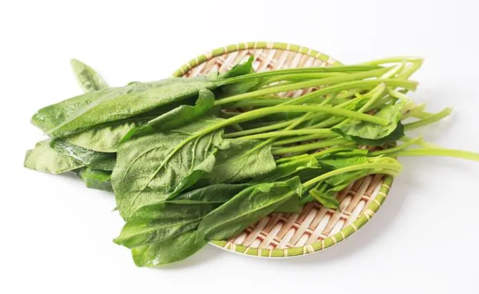 北方地區菠菜越冬需要覆蓋嗎?菠菜的特點