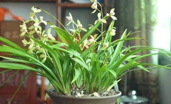 蘭花移栽怎麼提高成活率?