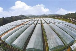 <strong>夏季大棚高溫怎麼辦？如何降溫？</strong>