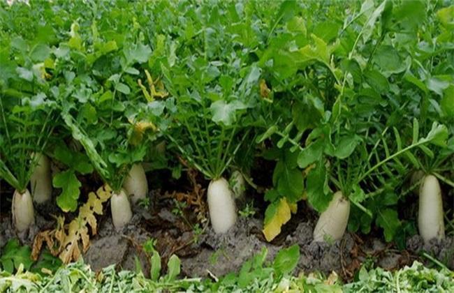 霜降後蘿卜白菜未長大怎麼管理?