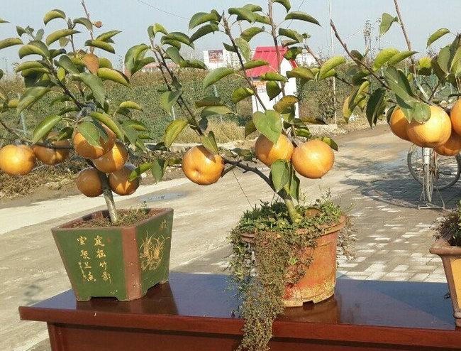 梨樹基肥什麼時候施?怎麼施?