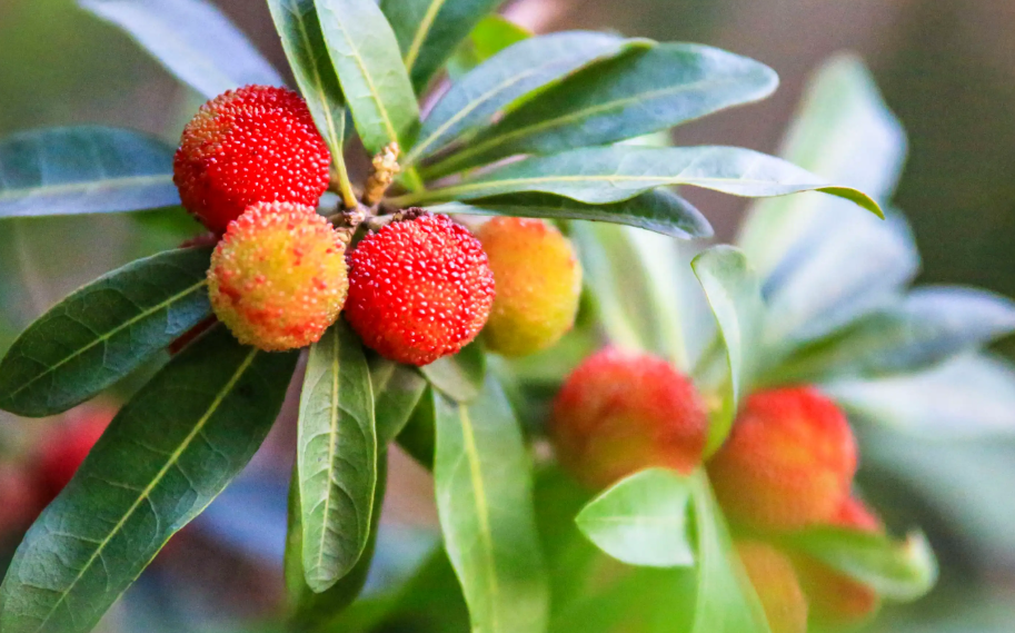 楊梅開花季節以及抽幾次枝梢?什麼季節環割?