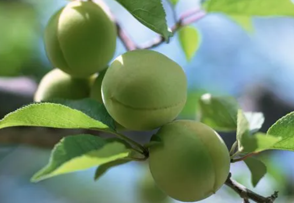 杏核直接放土裏可以發芽嗎?應如何種植?