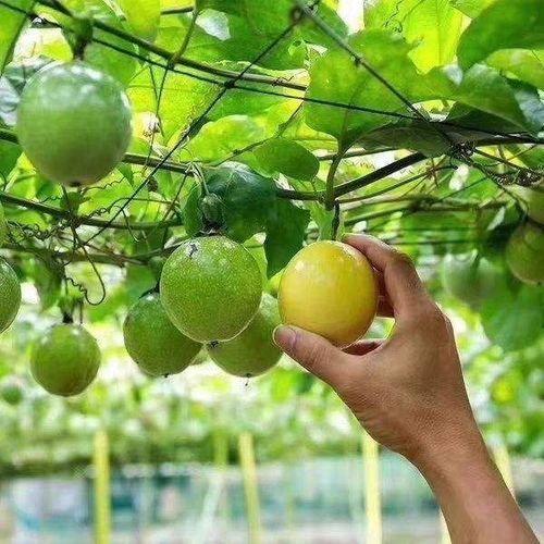如何做好百香果的種植管理工作?