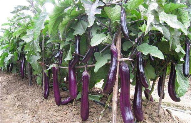 茄子苗期要怎麼分苗?分苗後的管理要點有哪些?