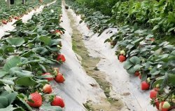 如何防治溫室草莓畸形果？