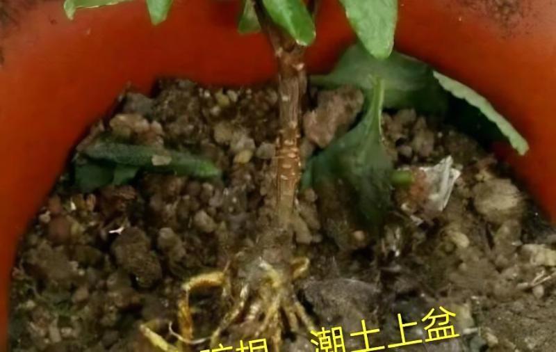 瑞香花積水怎麼辦？