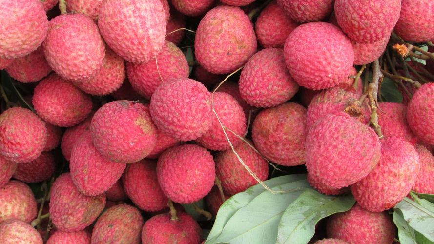 怎樣根據荔枝需肥特點進行施肥?