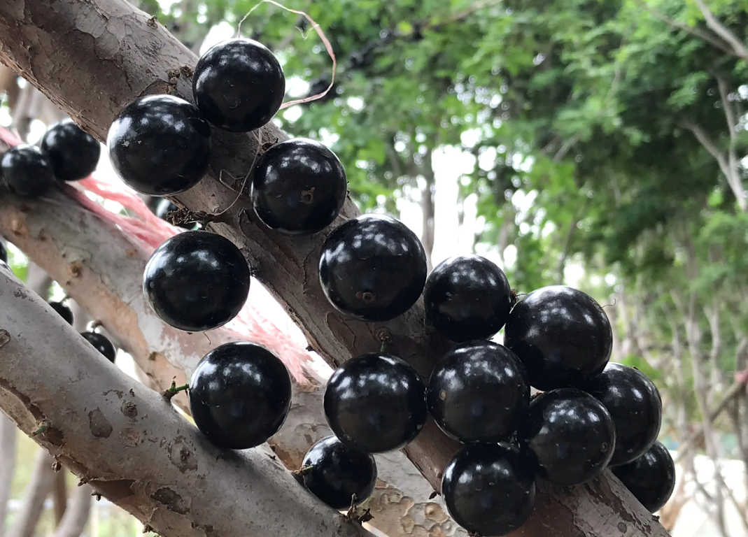 嘉寶果栽種時間和管理要點!