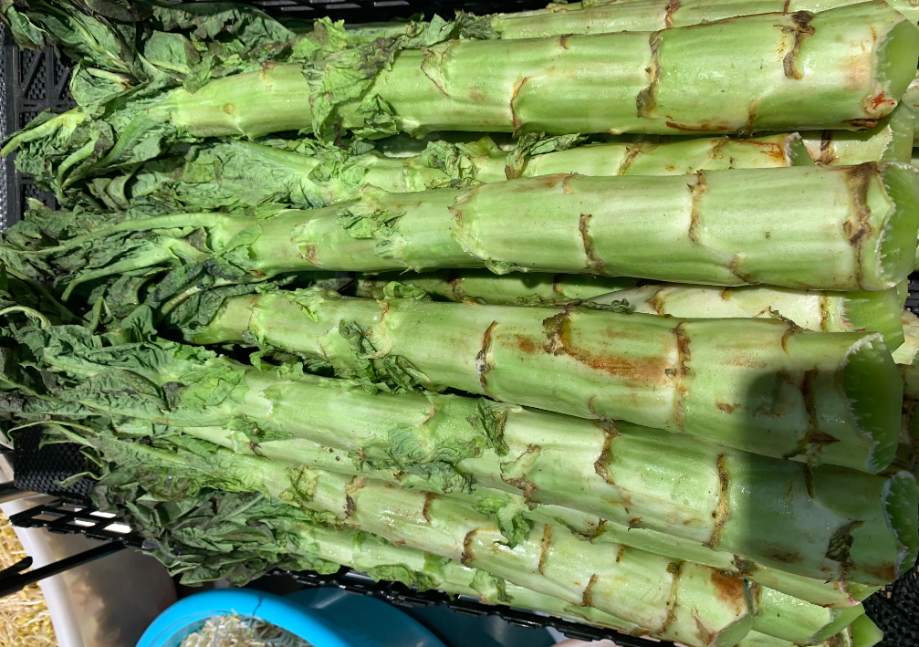 萵苣什麼季節育苗?育苗的方法有哪些?