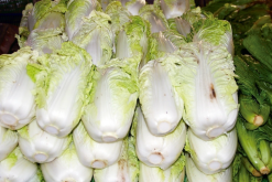 <strong>白菜根部腐爛怎麼辦？</strong>