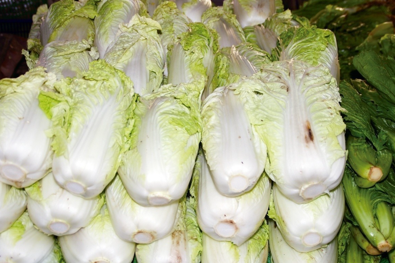 白菜根部腐爛怎麼辦?