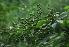 <strong>花椒如何栽植能高產？</strong>