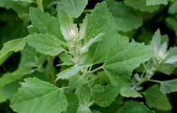 <strong>灰菜是什麼植物？可以做豬飼料嗎？</strong>