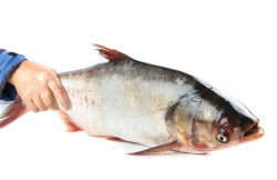 <strong>花鰱魚吃什麼？如何養殖？</strong>