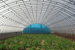 <strong>大棚芸豆的種植技術及管理</strong>