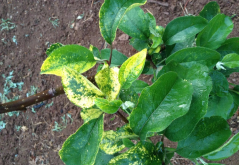 <strong>果樹花葉病怎麼根治？有哪些特點？</strong>