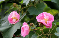 <strong>木芙蓉的生長習性是什麼？</strong>