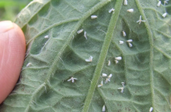 <strong>白粉虱為什麼這麼難消滅？</strong>