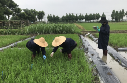 <strong>甲維茚蟲威適用於哪些農作物？</strong>