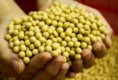 <strong>大豆鼓粒期怎麼管理？</strong>