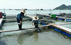 <strong>豐年蝦怎麼喂魚？</strong>