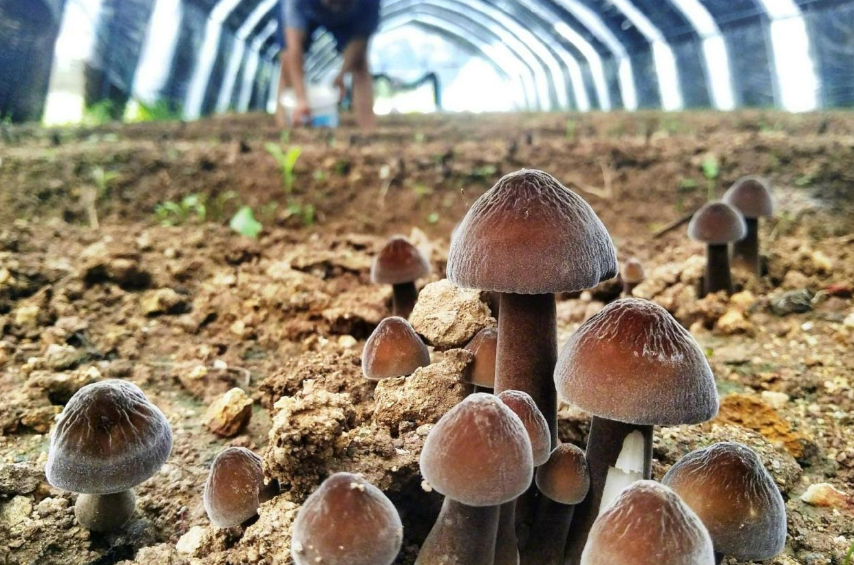 雞樅可以人工種植嗎?