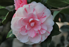 <strong>幾月扡插茶花最容易養活？</strong>