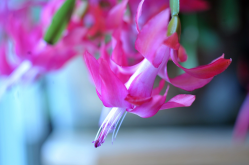 <strong>怎麼給蟹爪蘭催花？</strong>