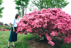 <strong>映山紅是什麼花？</strong>