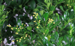 <strong>米蘭花狀態不好的原因？怎麼養好它？</strong>