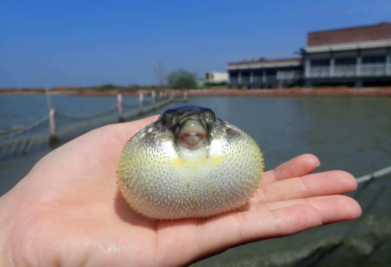 河豚在我國的食用曆史以及現代的養殖情況介紹