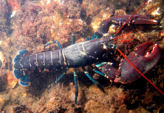 <strong>鹹水魚有哪些常見的品類？如何人工養殖？</strong>