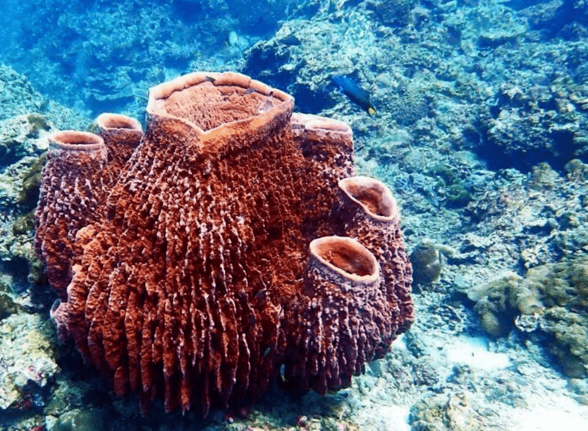 海綿是動物嗎？海綿的生物習性和特點介紹