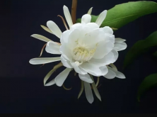 <strong>曇花一現指的是什麼花？要如何栽培？</strong>