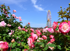 <b>薔薇可以種在家裏嗎？ 薔薇的種植方法介紹</b>